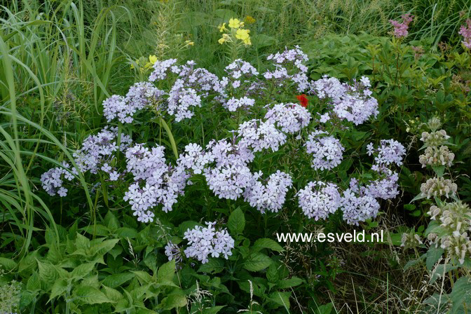 Phlox paniculata