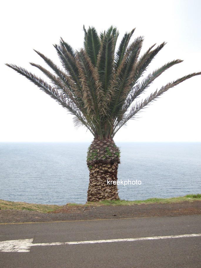 Phoenix canariensis