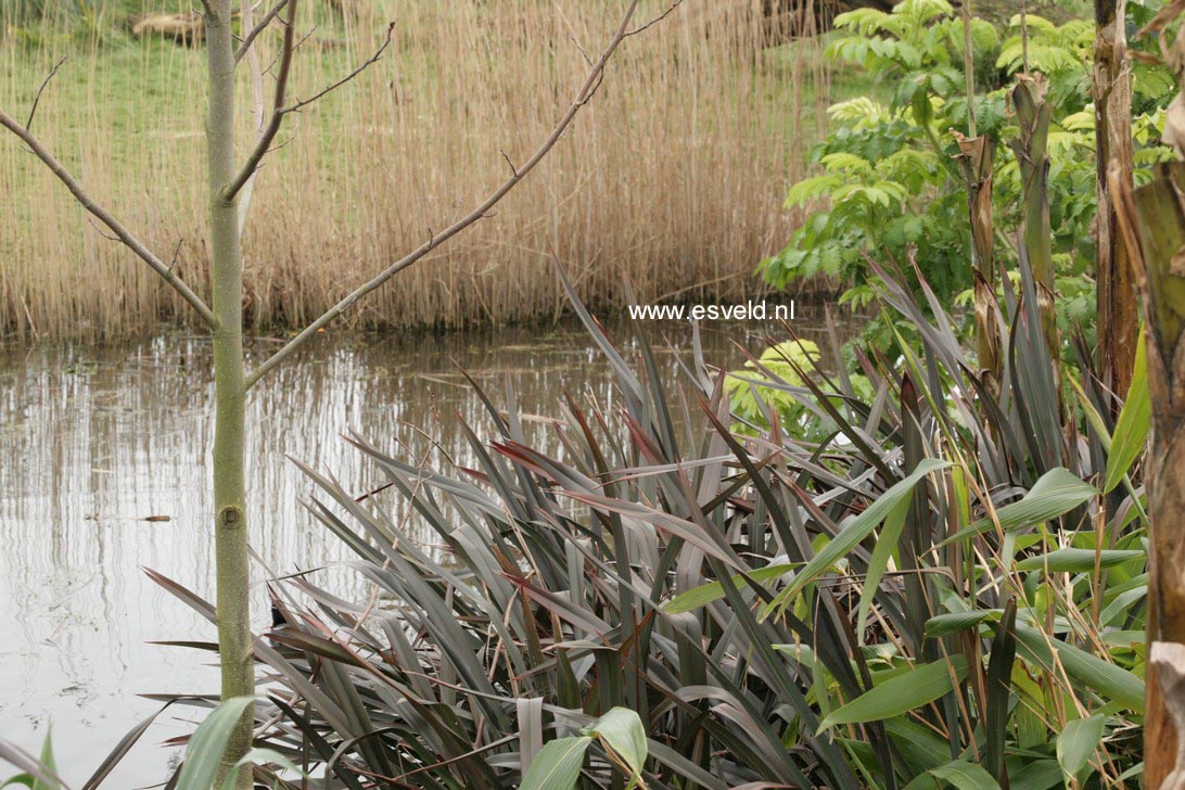 Phormium tenax 'Purpureum'