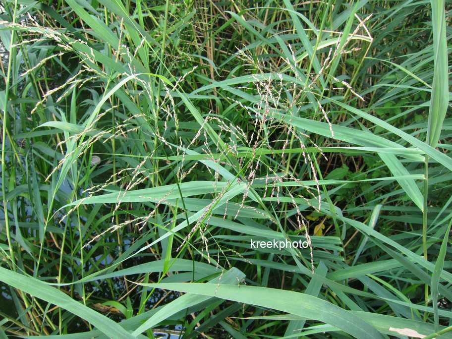Phragmites australis