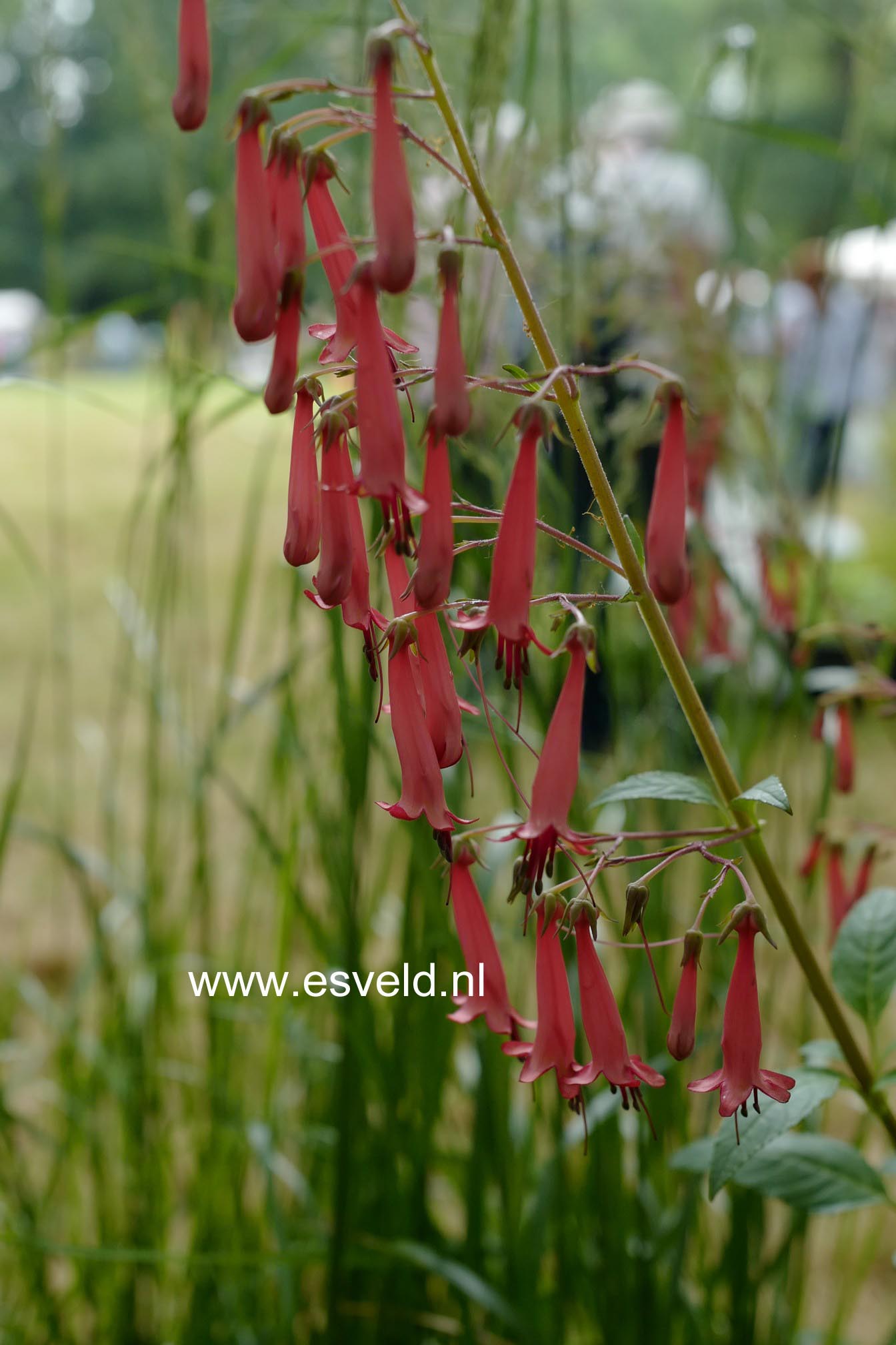 Phygelius rectus 'African Queen'