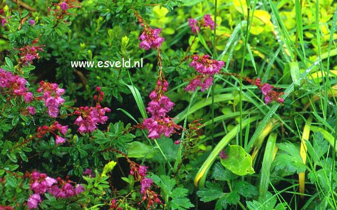 Phylliopsis hillieri 'Pinocchio'