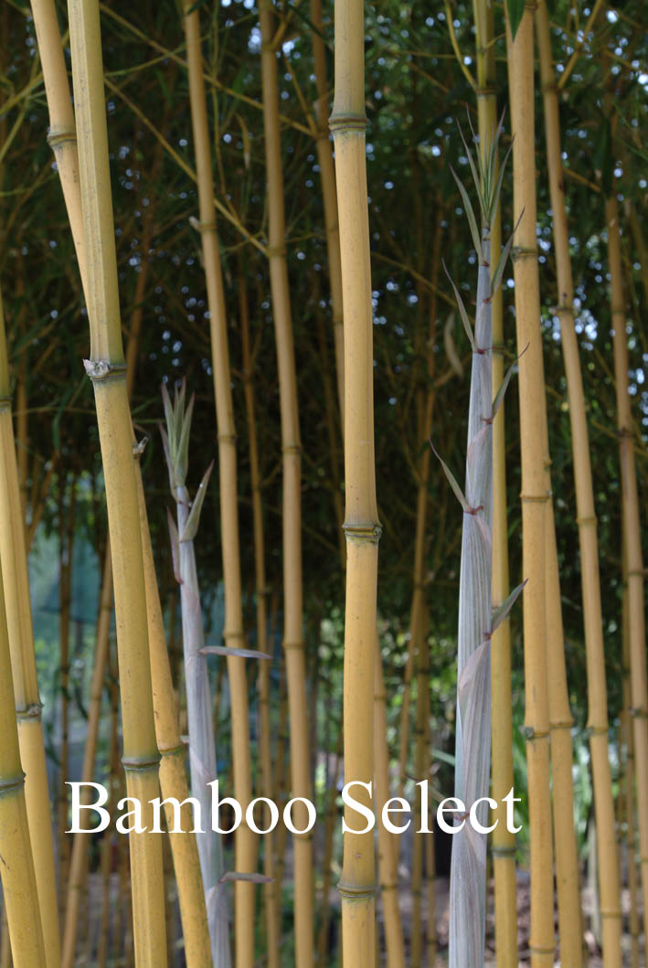 Phyllostachys aureosulcata 'Aureocaulis'