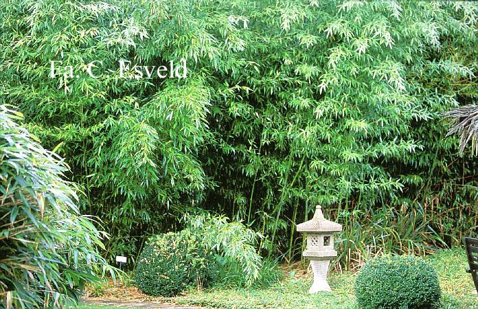Phyllostachys bissettii