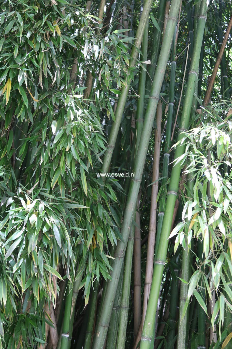 Phyllostachys viridi-glaucescens