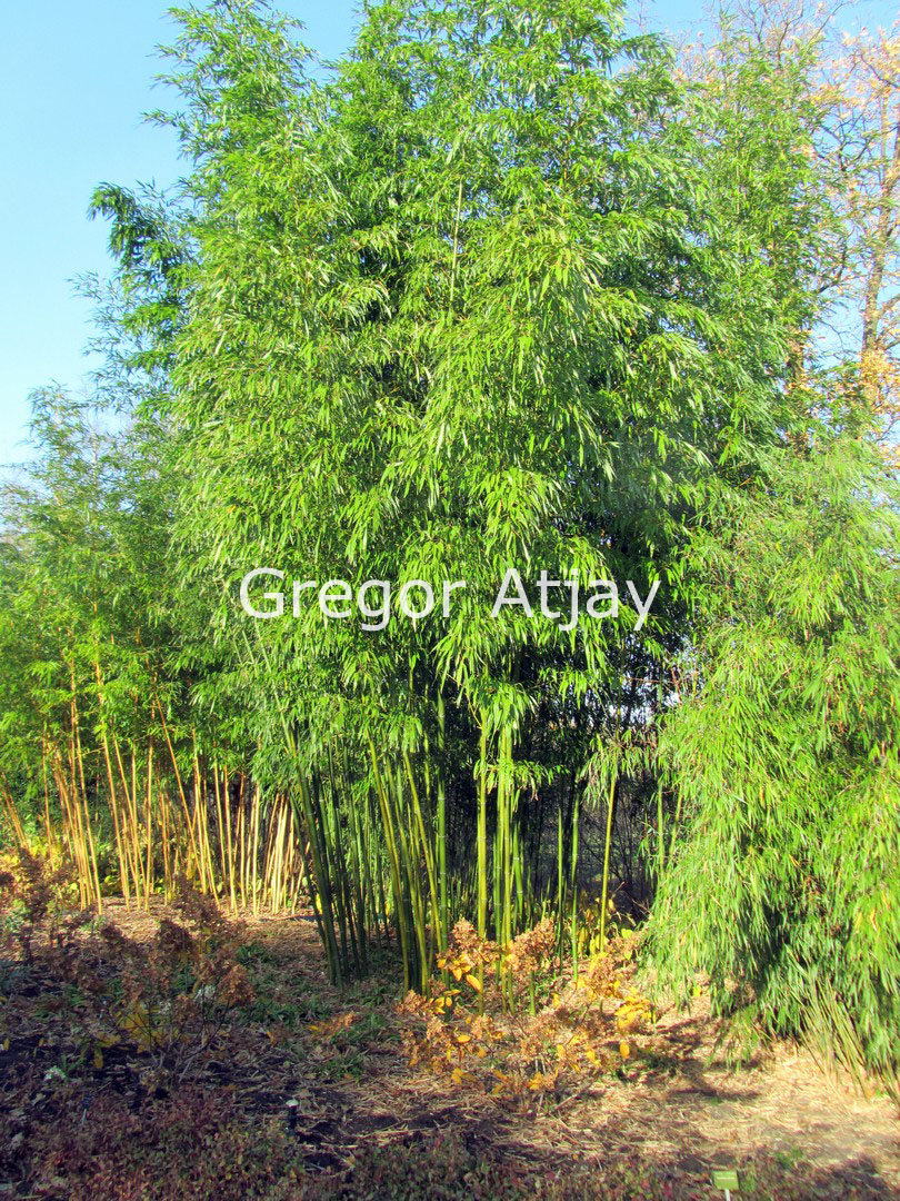 Phyllostachys vivax
