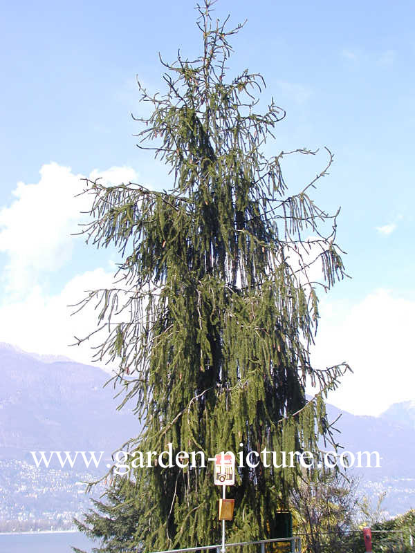 Picea abies 'Virgata'