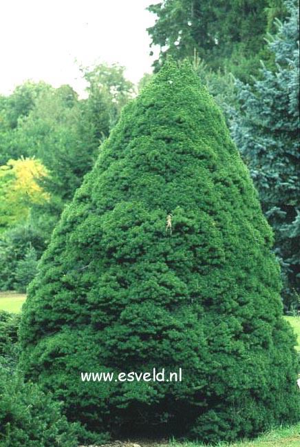 Picea glauca 'Conica'