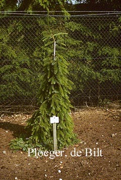 Picea omorika 'Nana'