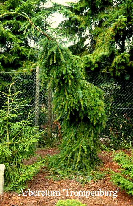 Picea omorika 'Pendula'