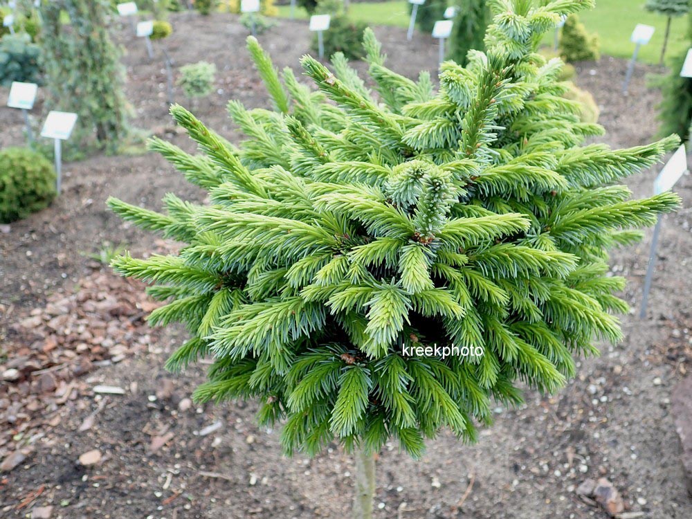 Picea omorika 'Pimoko'