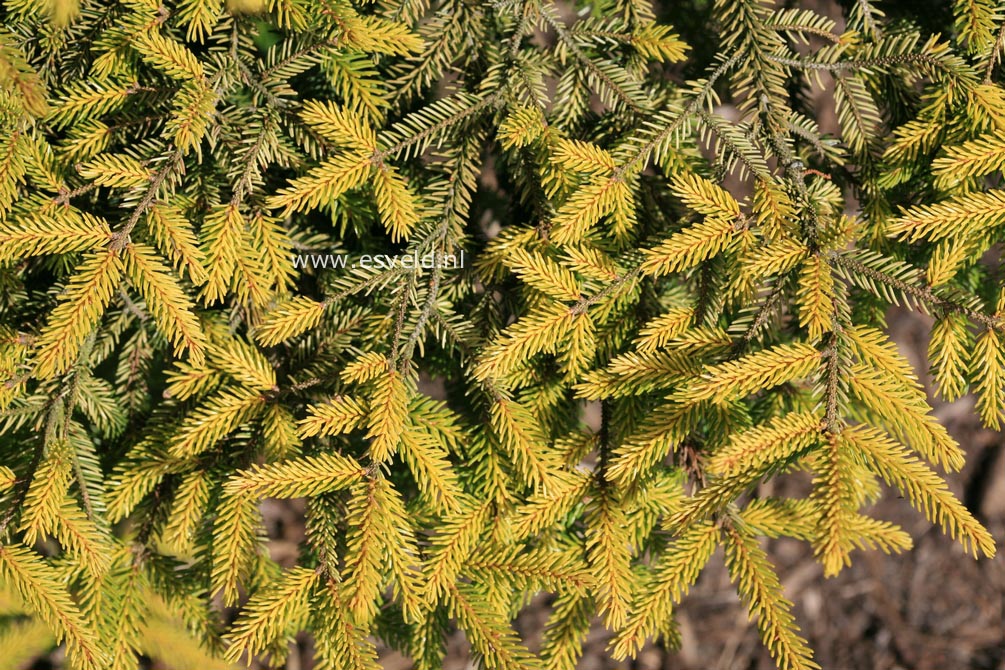 Picea orientalis 'Skylands'