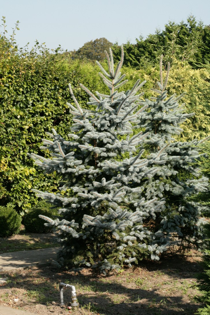 Picea pungens 'Hoopsii'