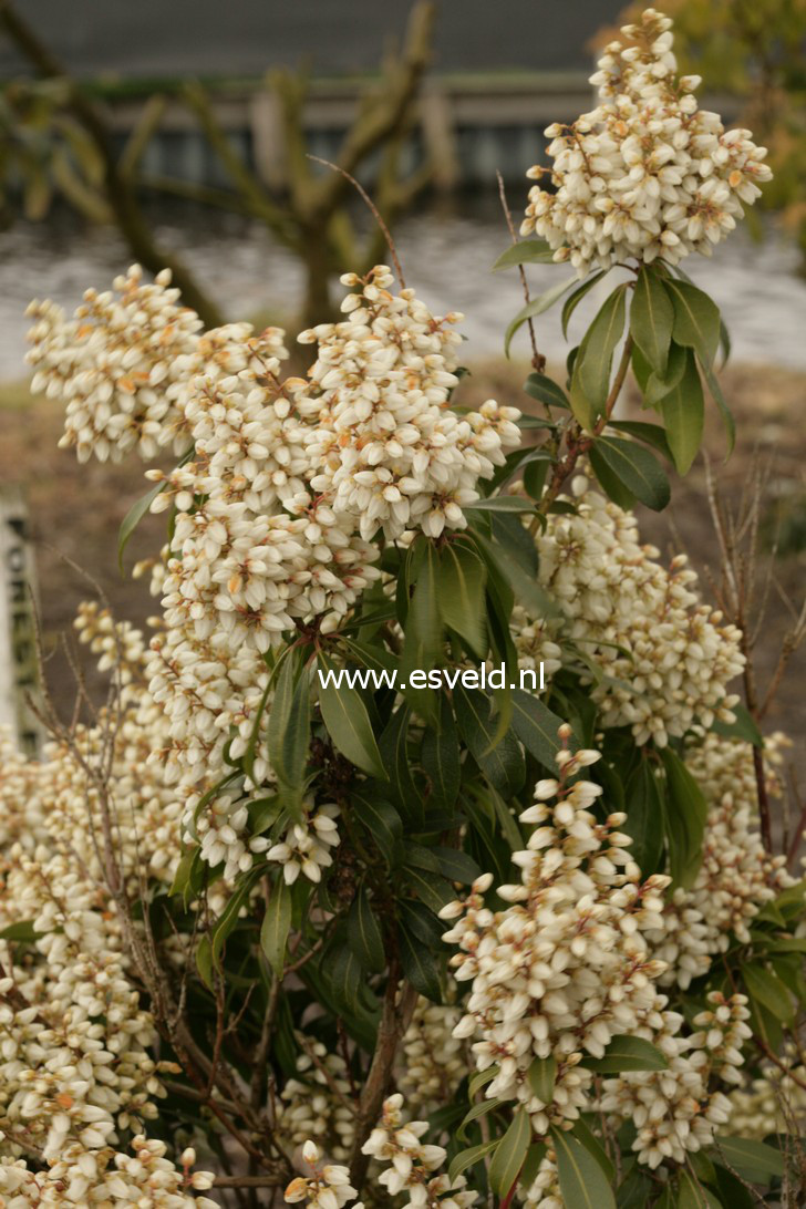 Pieris 'Karenoma'