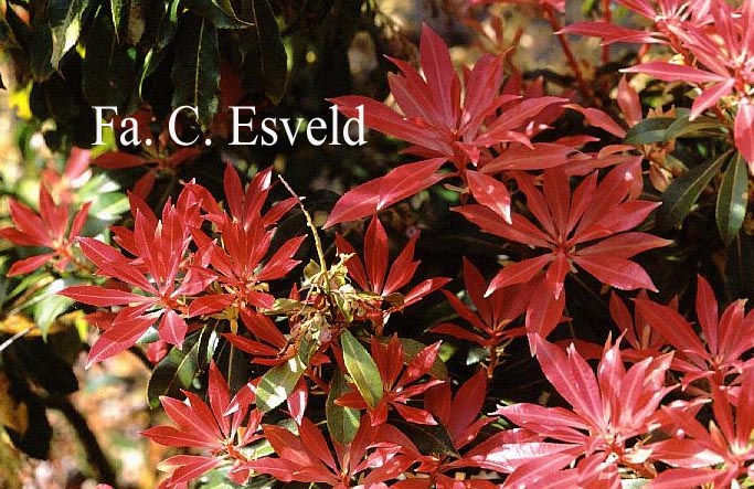 Pieris 'Valley Fire'