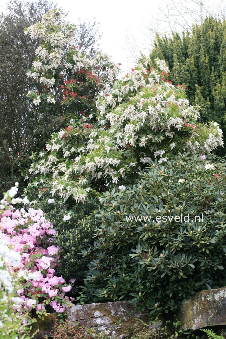Pieris formosa forrestii 'Jermyns'
