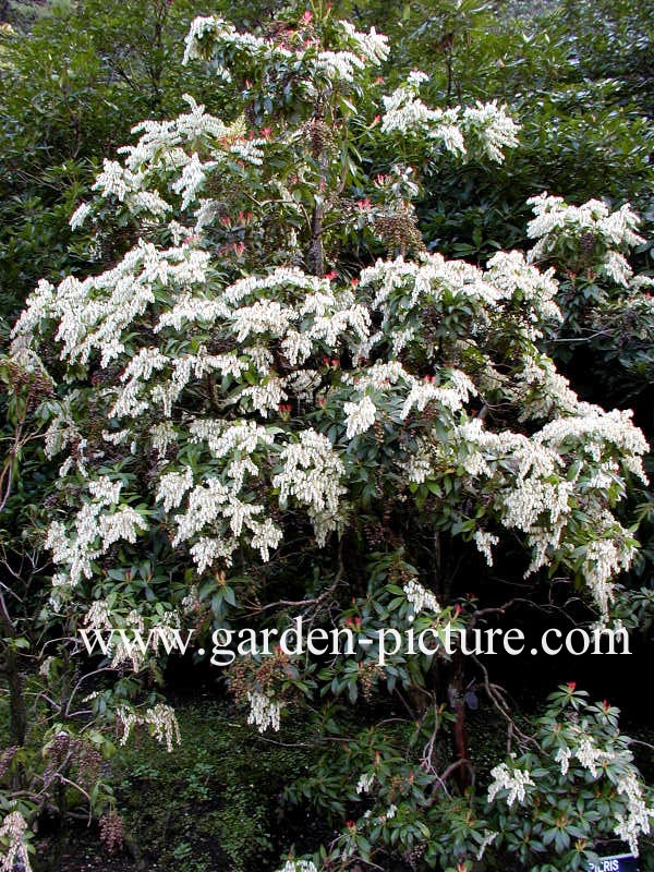 Pieris formosa forrestii