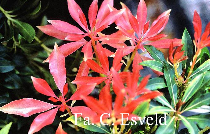 Pieris japonica 'Elaine'