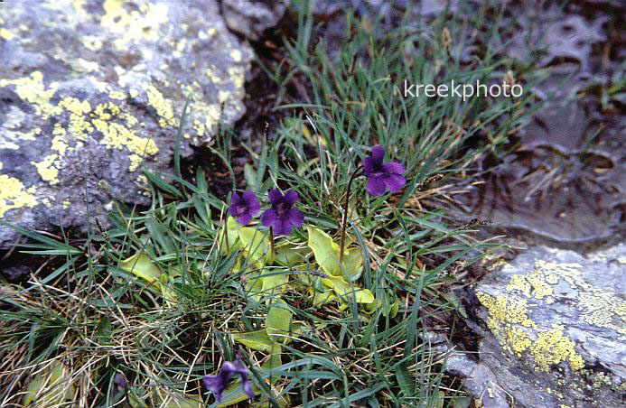Pinguicula vulgaris