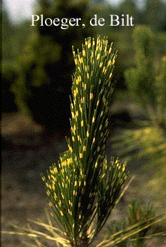 Pinus densiflora 'Oculus-draconis'