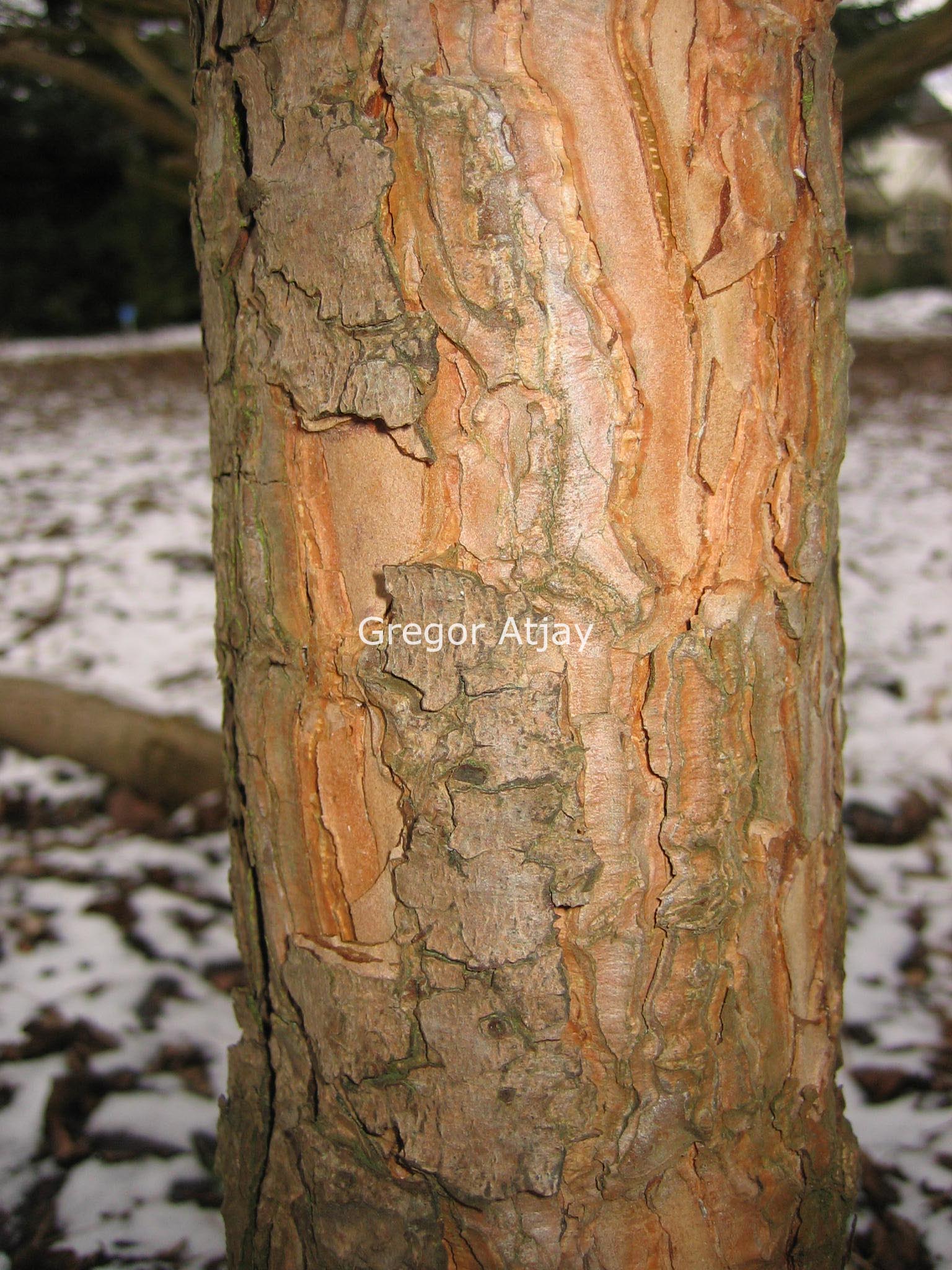 Pinus halepensis