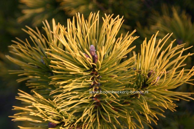 Pinus mugo 'Carsten'