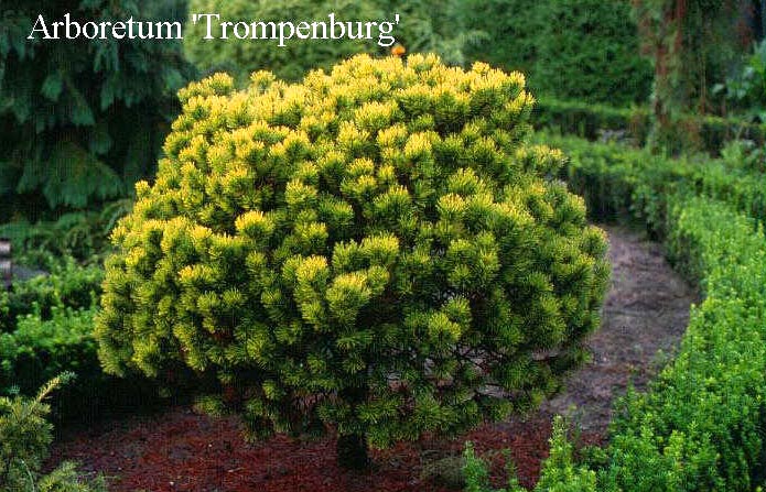 Pinus mugo 'Winter Gold'