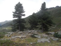 Pinus mugo subsp. uncinata
