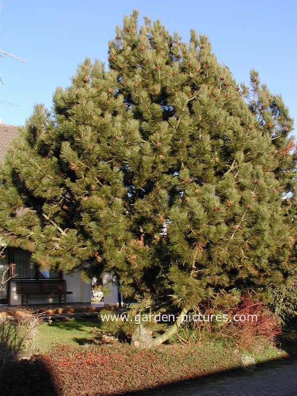 Pinus nigra