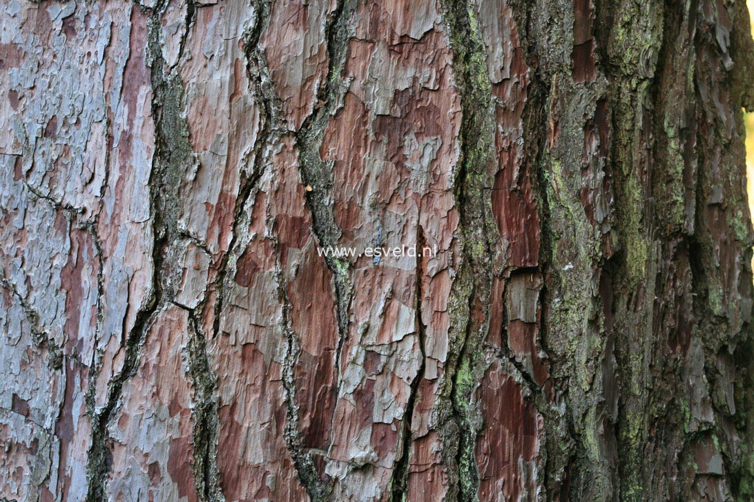 Pinus pinaster
