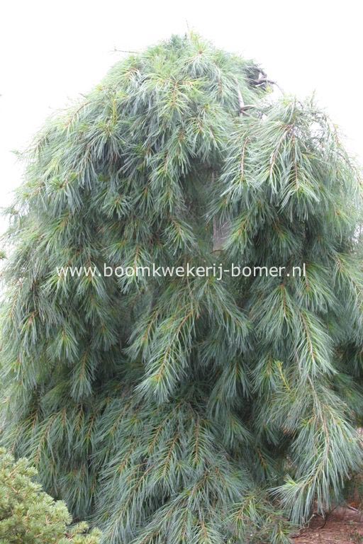 Pinus strobus 'Pendula'