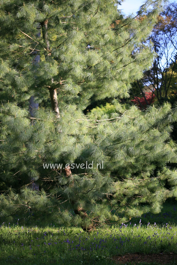 Pinus wallichiana
