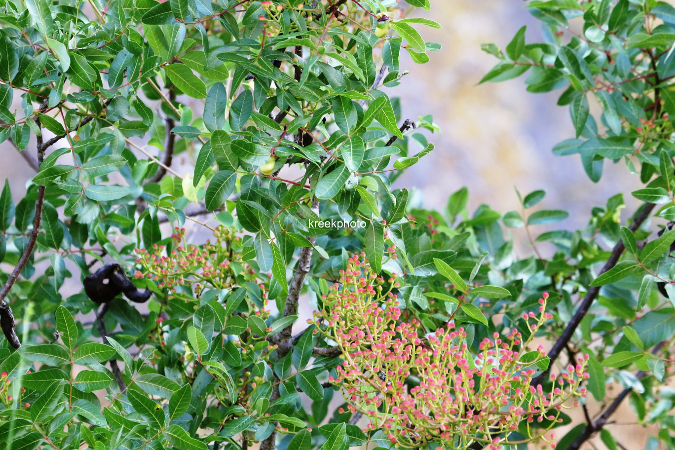 Pistacia lentiscus