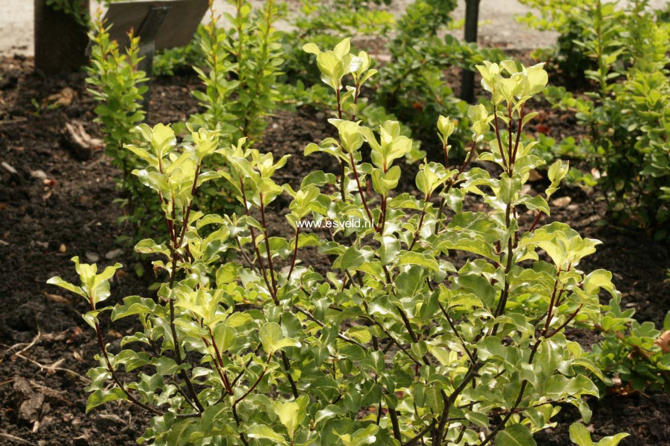 Pittosporum tenuifolium 'Abbotsbury Gold'