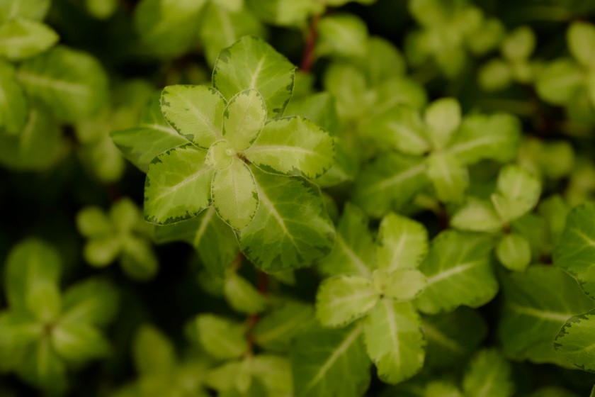 Pittosporum tenuifolium 'Gold Star'