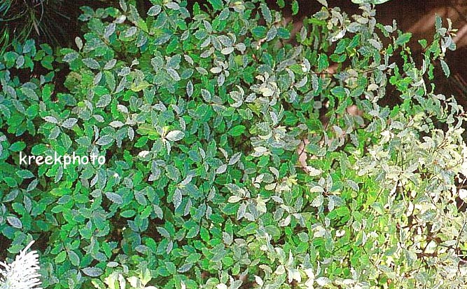 Pittosporum tenuifolium 'Irene Paterson'