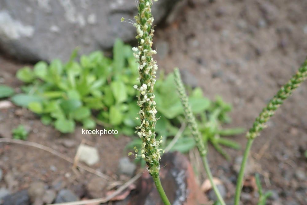 Plantago coronopus