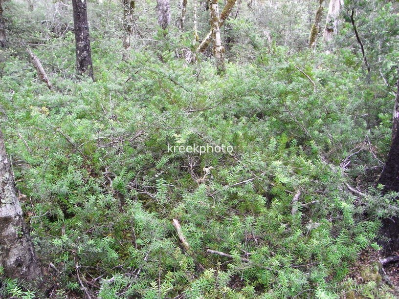 Podocarpus acutifolius