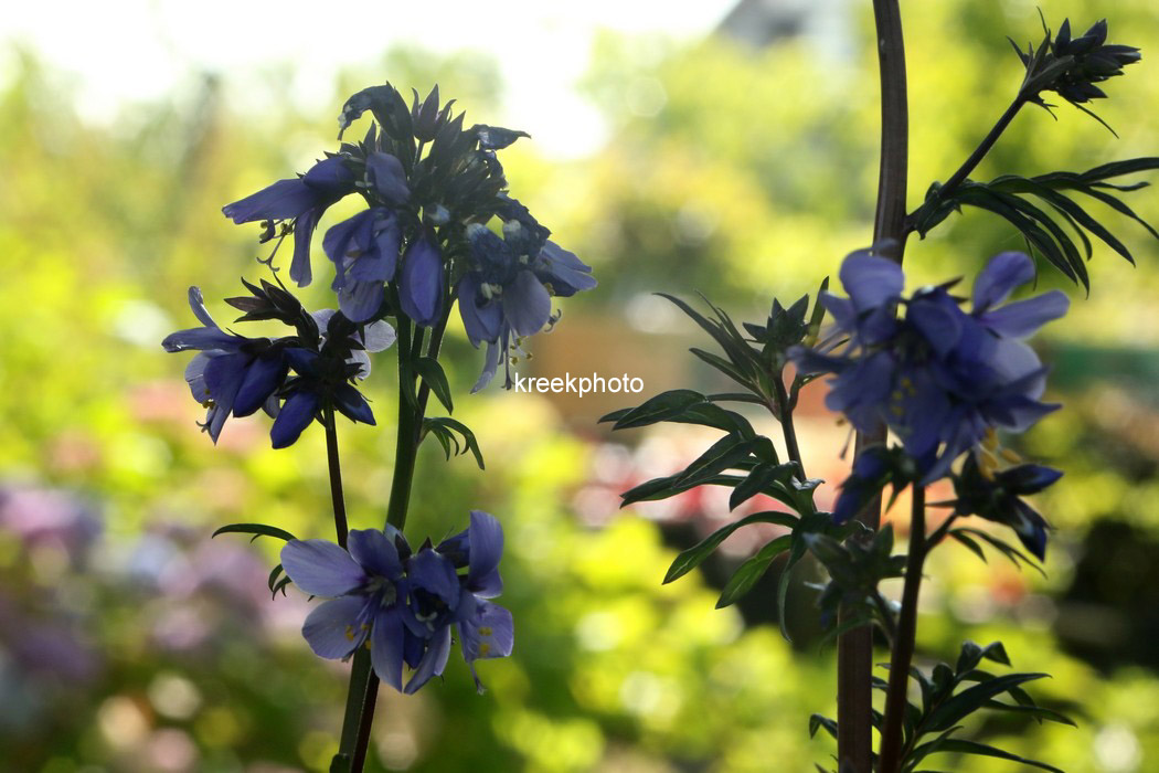 Polemonium yezoense 'Purple Rain'