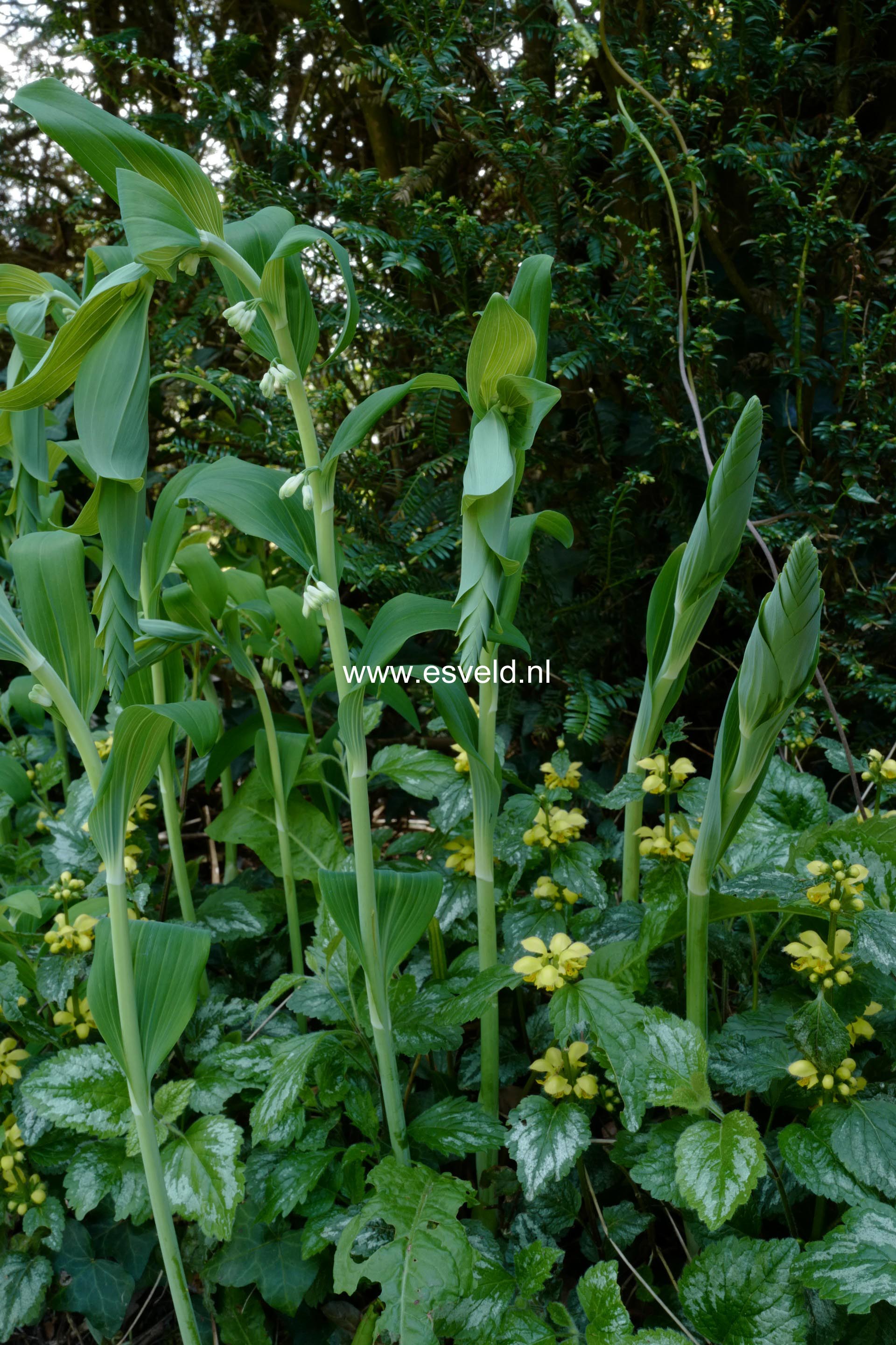 Polygonatum odoratum
