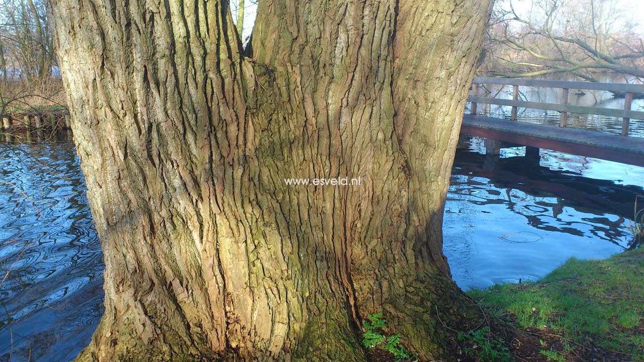 Populus nigra