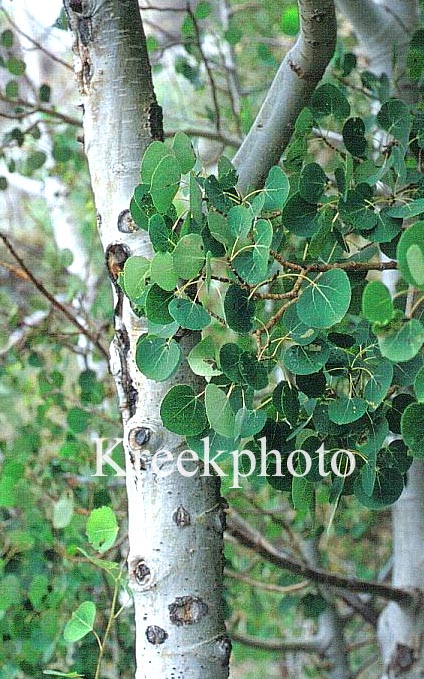 Populus tremuloides