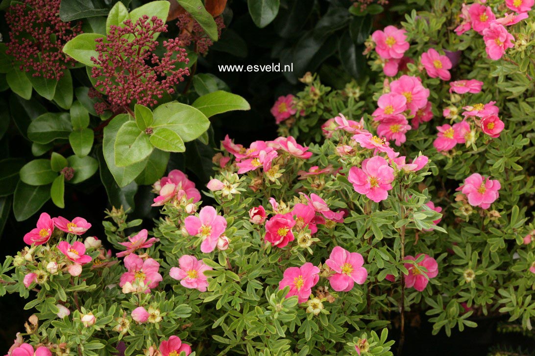 Potentilla fruticosa 'Kupinpa' (PINK PARADISE)