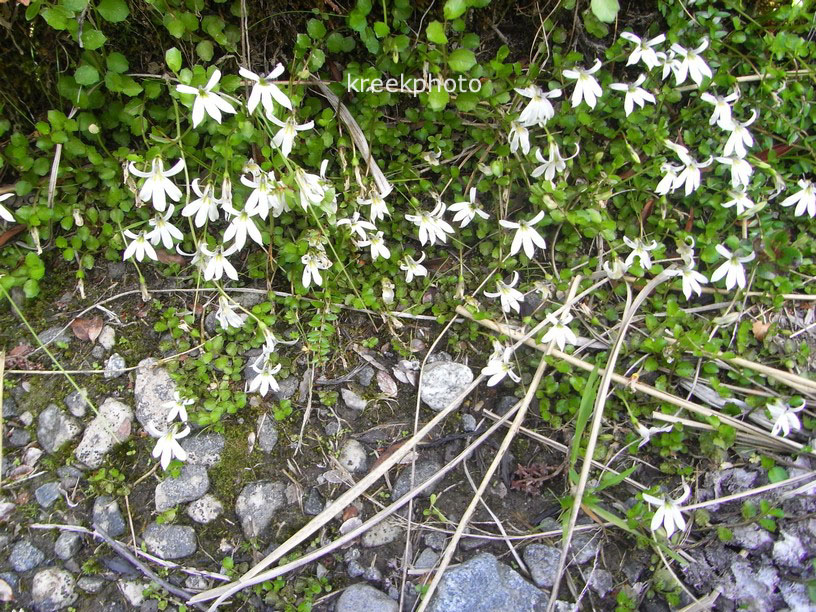 Pratia angulata