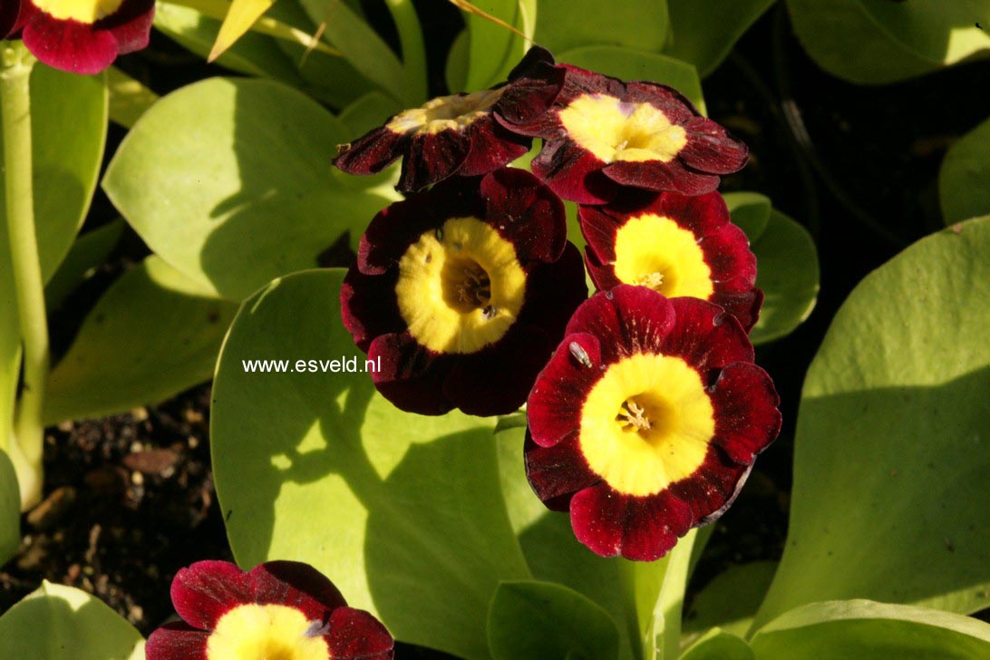 Primula auricula
