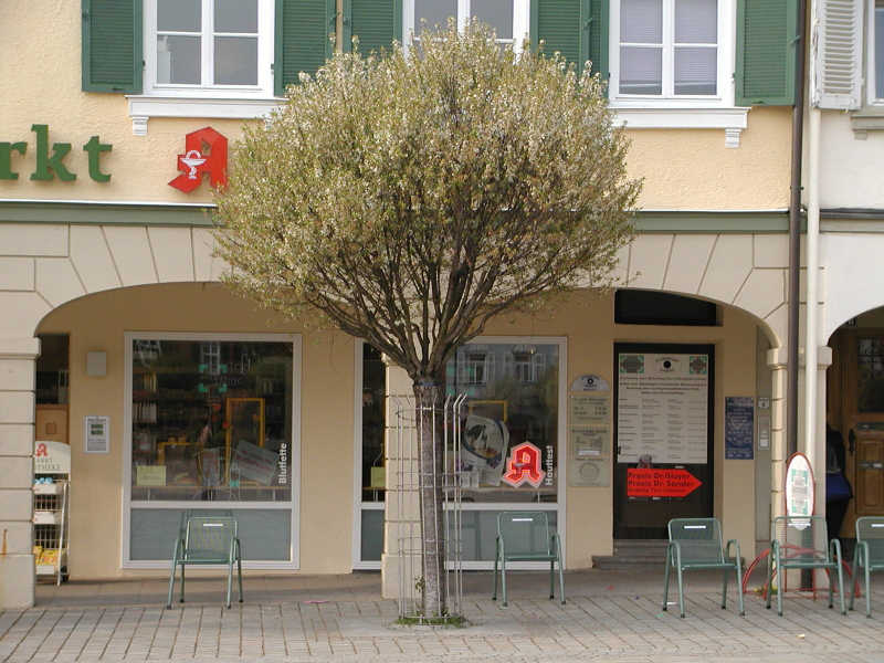 Prunus eminens 'Umbraculifera'