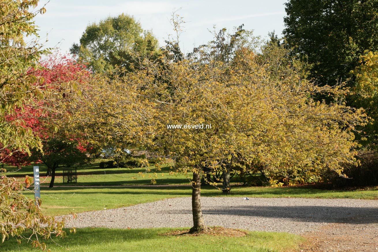 Prunus incisa 'Midori-zakura'