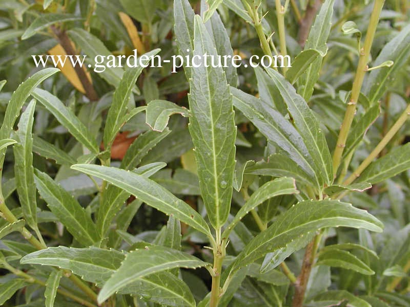 Prunus laurocerasus 'Miky'