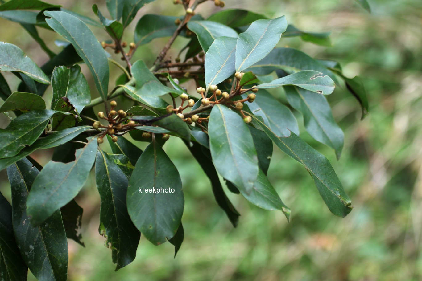 Prunus laurocerasus