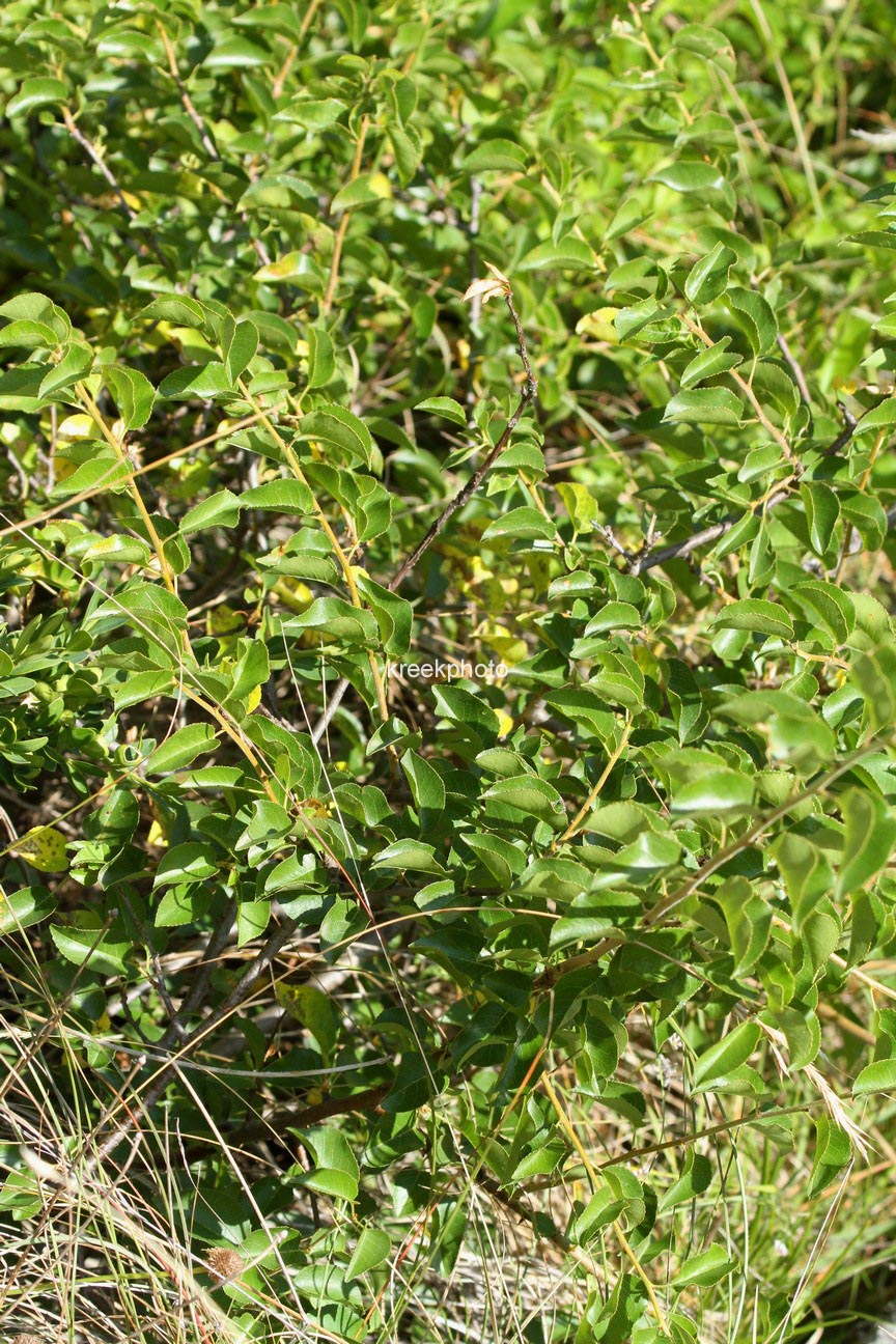 Prunus mahaleb